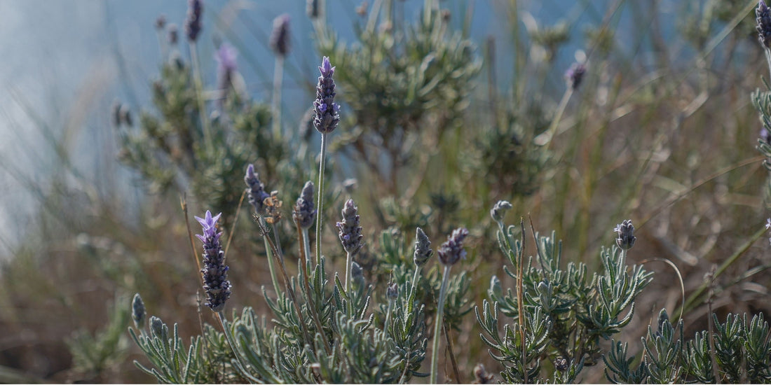 NOTE 03 : Say Goodbye to Heavy Skincare！Why Mediterranean Botanicals Are the Solution for Hong Kong Skin
